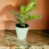 Aglaonema Spring Snow Plant With 20cm White Diamond Pot - image 7