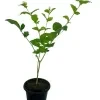 Arabian jasmine plant - image 2