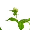 Arabian jasmine plant - image 3