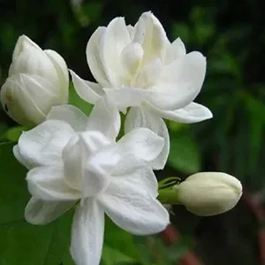 Arabian jasmine plant - image 4