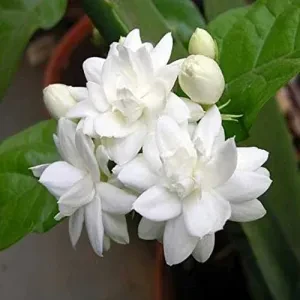 Arabian jasmine plant - image 5