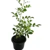 Atteria Plant (fragrant) - image 2