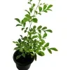 Atteria Plant (fragrant) - image 3