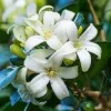 Atteria Plant (fragrant) - image 4