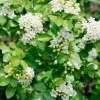 Atteria Plant (fragrant) - image 5