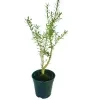 Boxwood Plant - image 2