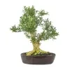 Boxwood Plant - image 3