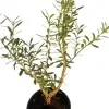 Boxwood Plant - image 4