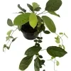 Cat Claw vine plant - image 2