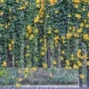 Cat Claw vine plant - image 3