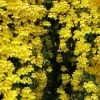 Cat Claw vine plant - image 4