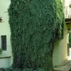 Cat Claw vine plant - image 5