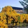 Cat Claw vine plant - image 6