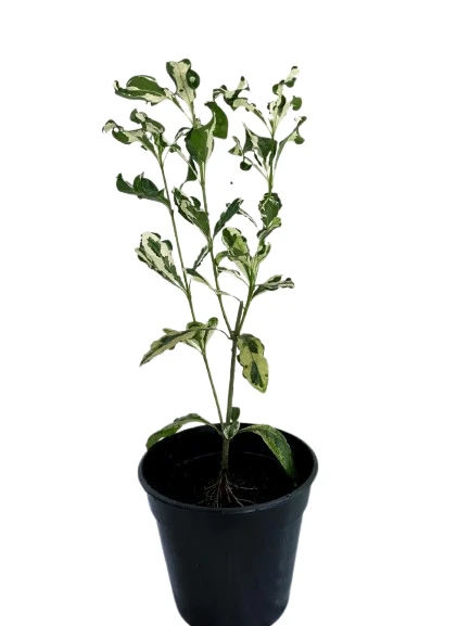 Gardenia Variegated Plant - image 2