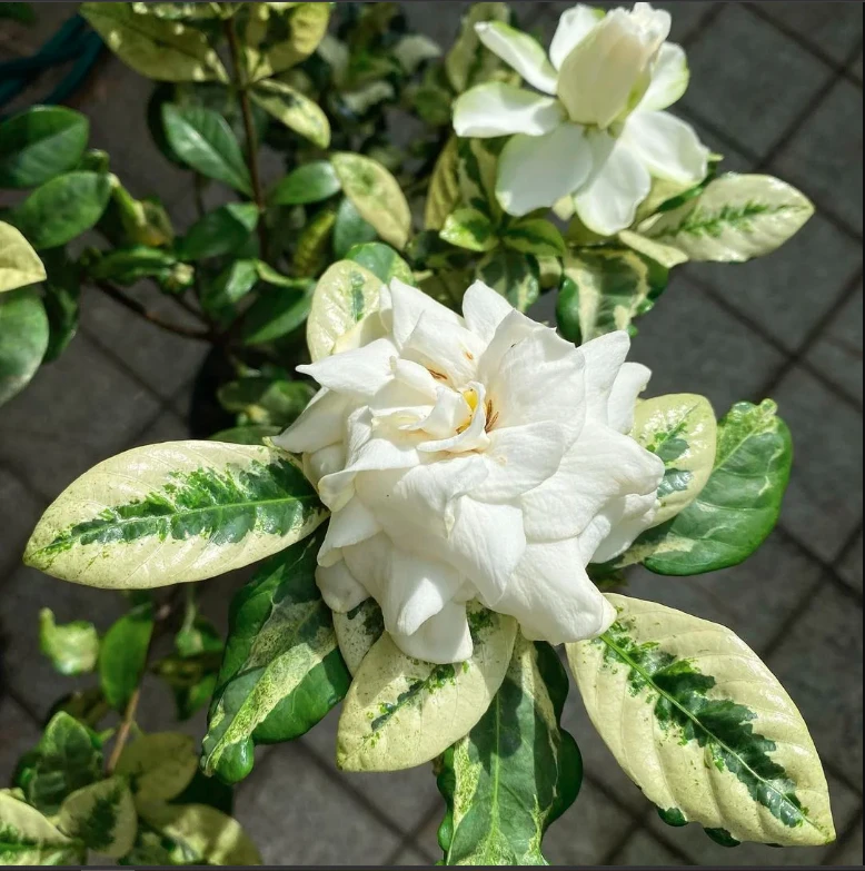 Gardenia Variegated Plant - image 3