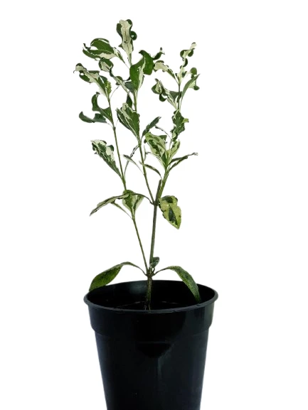 Gardenia Variegated Plant - image 4