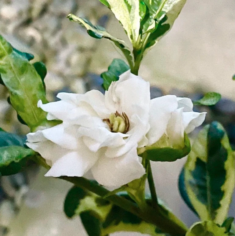 Gardenia Variegated Plant - image 5
