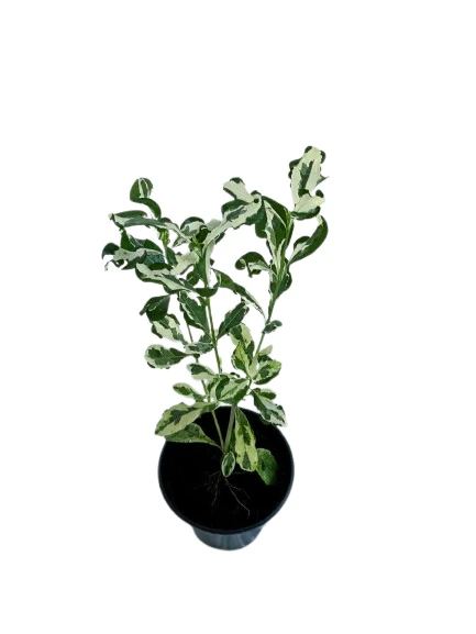 Gardenia Variegated Plant - image 6