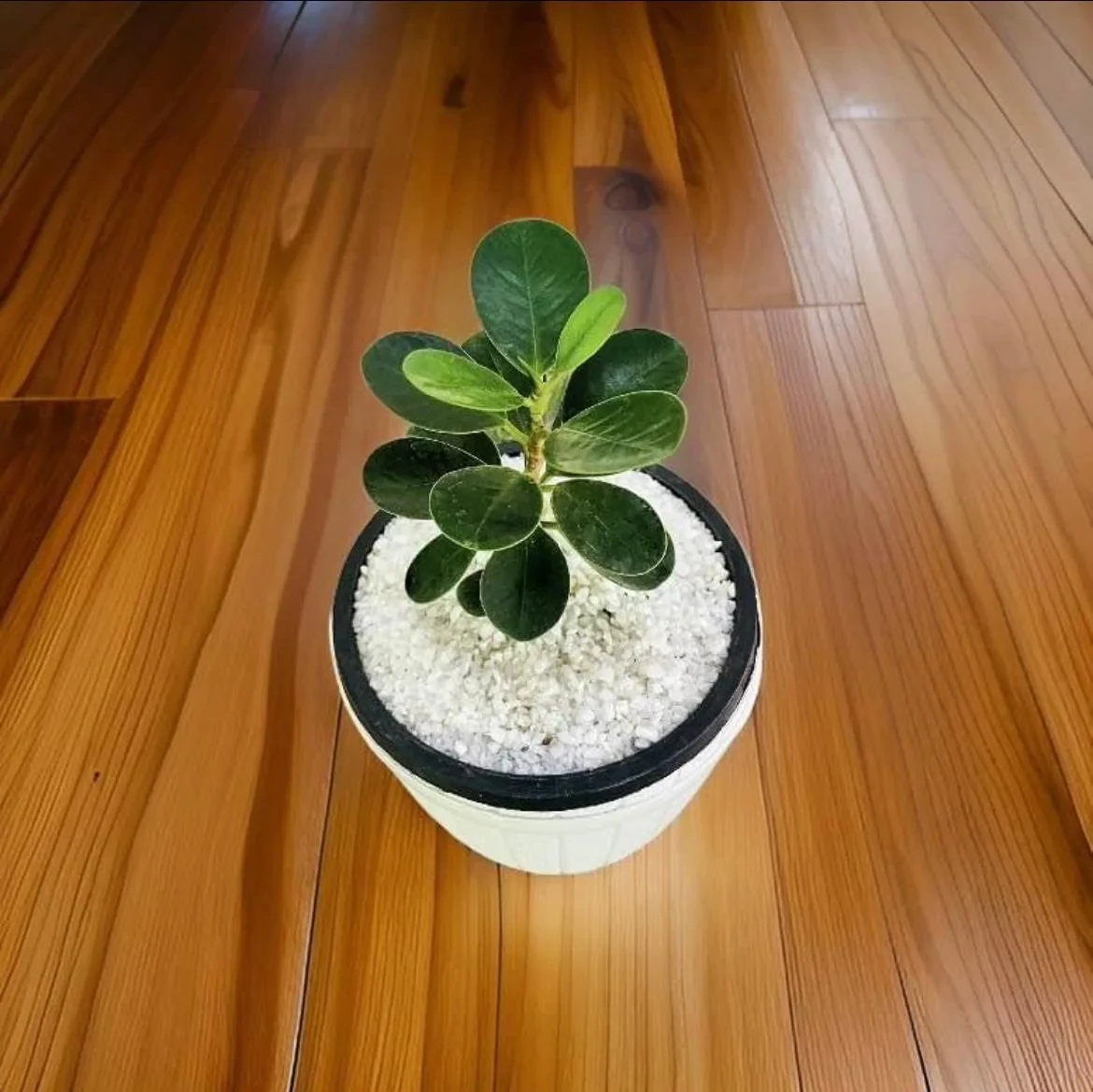 Pethi Nuga Plant With 12cm White Barrel pot - image 2