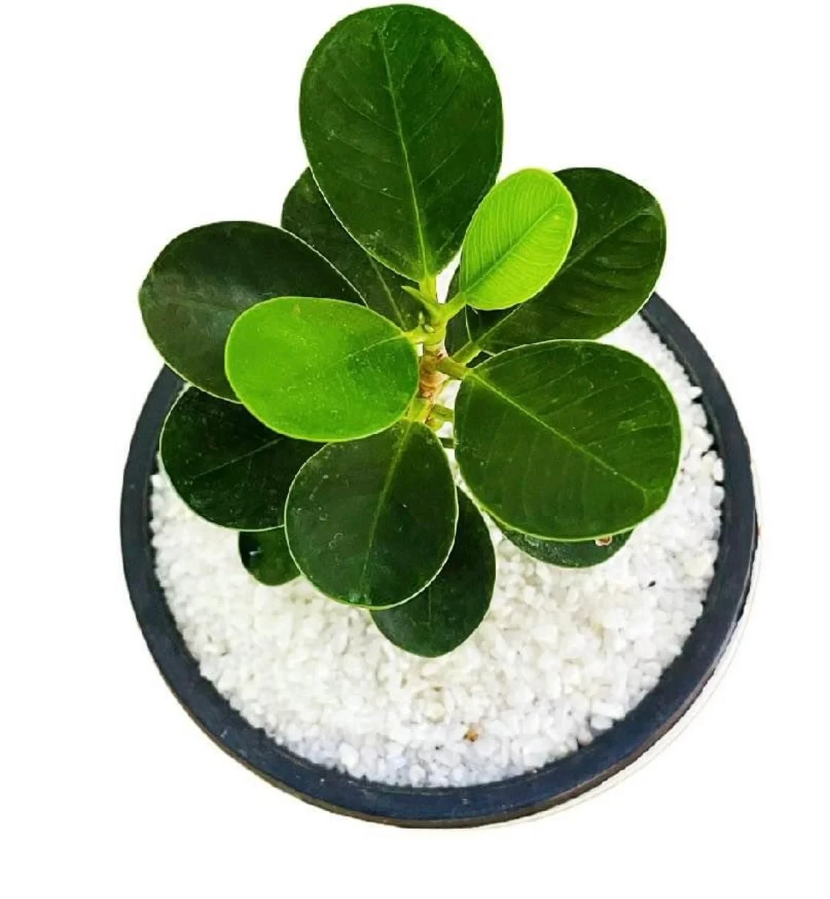 Pethi Nuga Plant With 12cm White Barrel pot - image 3