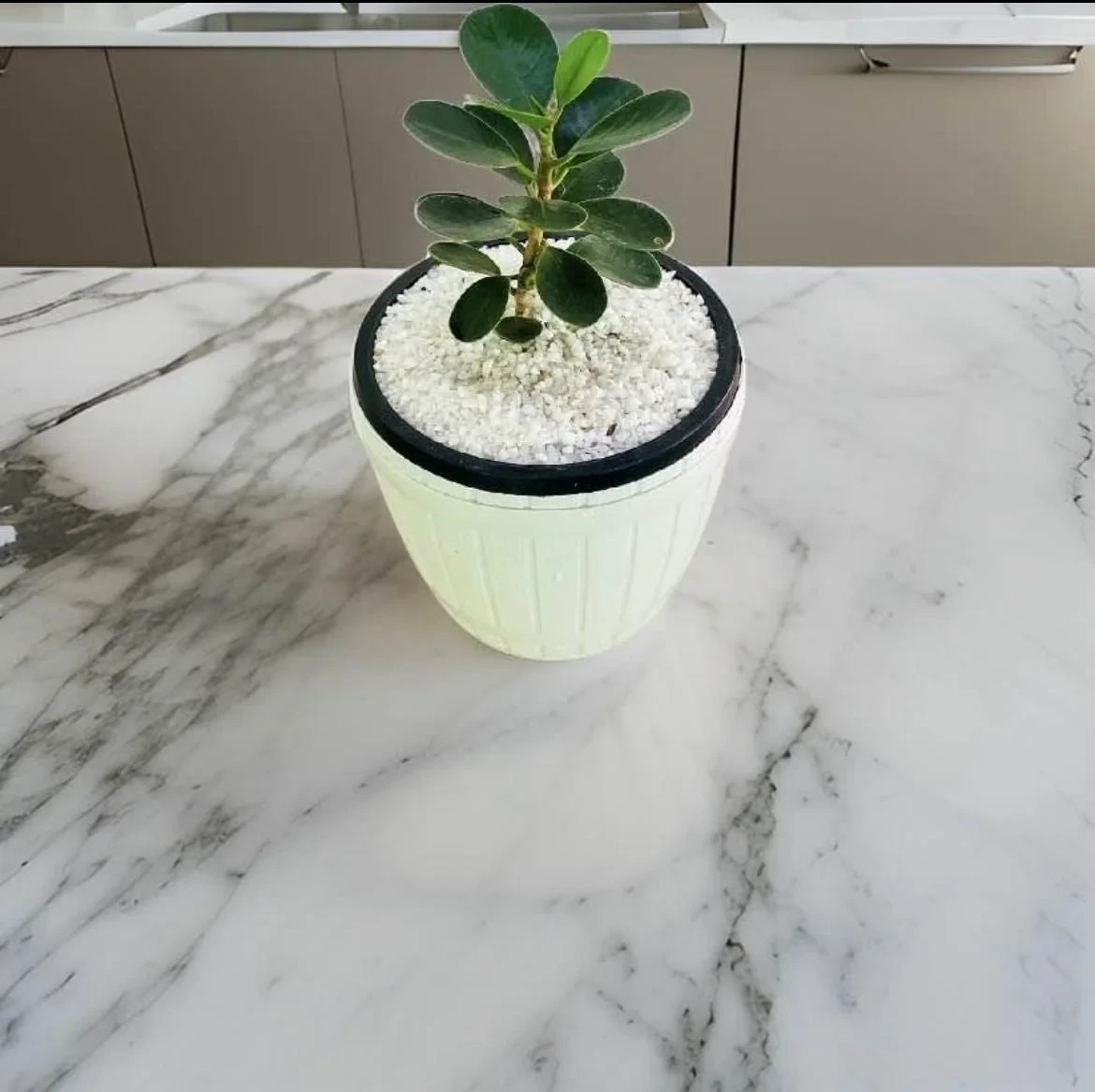 Pethi Nuga Plant With 12cm White Barrel pot - image 4