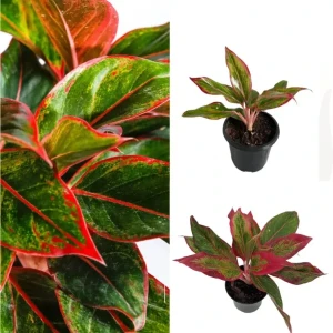 Aglaonema lipstick plant