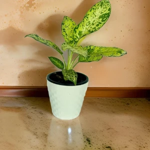 Aglaonema Spring Snow Plant With 20cm White Diamond Pot