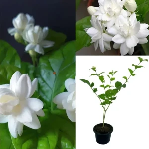 Arabian jasmine plant