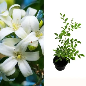 Atteria Plant (fragrant)