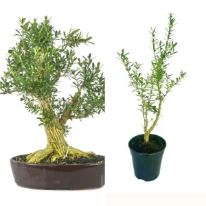 Boxwood Plant