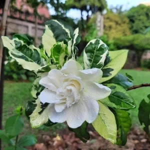 Gardenia Variegated Plant