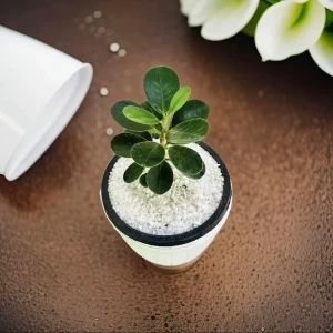 Pethi Nuga Plant With 12cm White Barrel pot