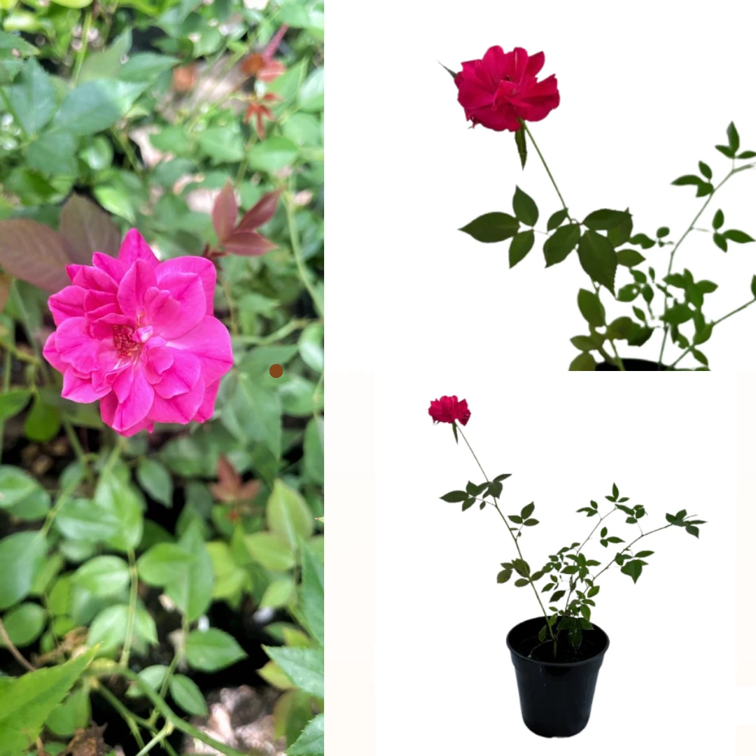 Baby rose Pink plant