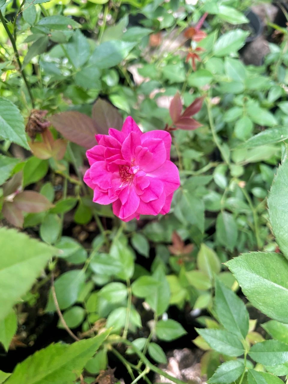Baby rose Pink plant - image 2