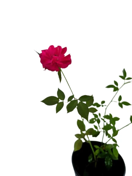 Baby rose Pink plant - image 3