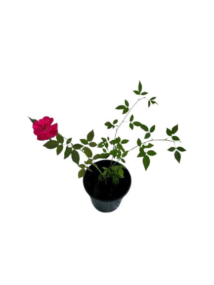 Baby rose Pink plant - image 4