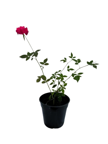 Baby rose Pink plant - image 5