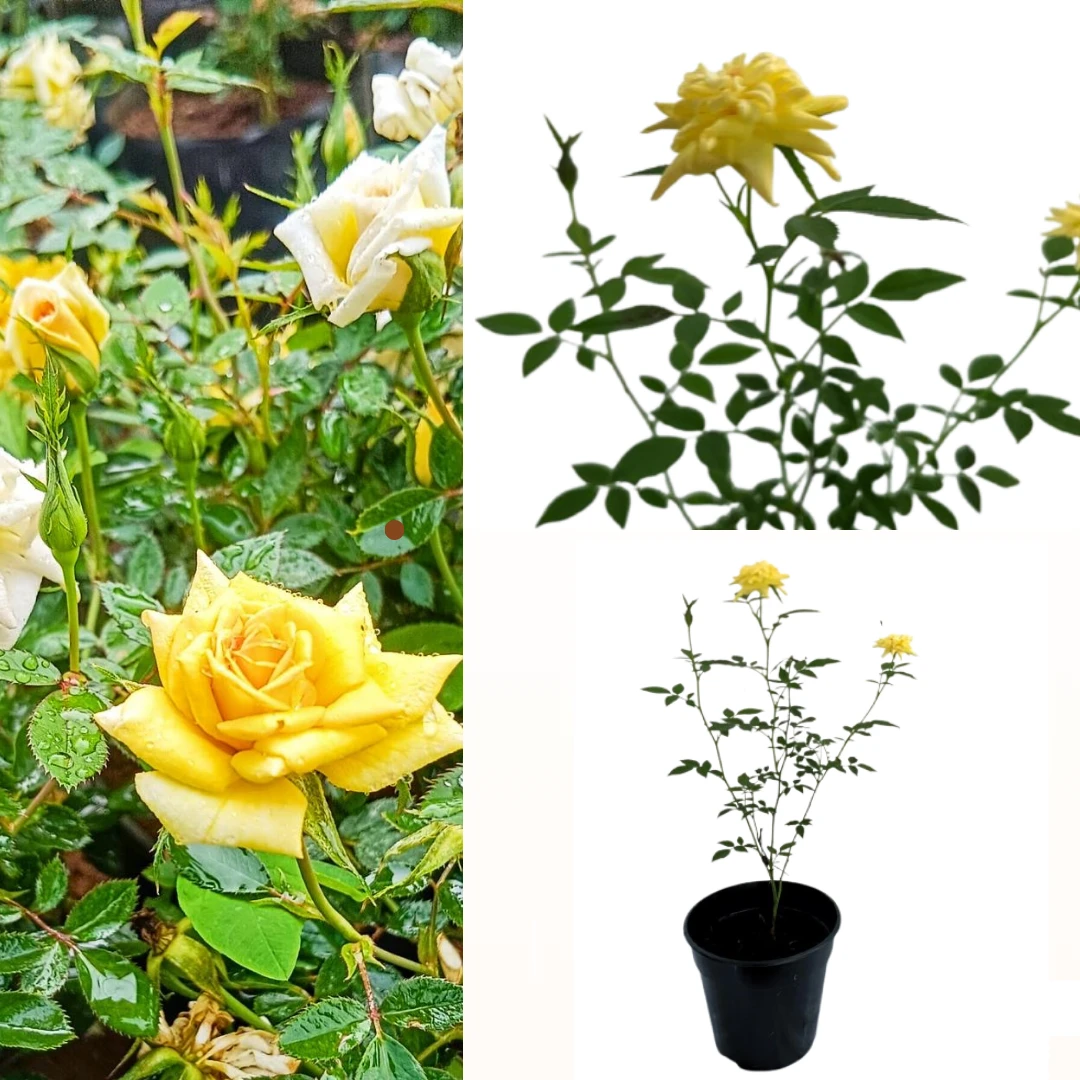 Baby rose plant yellow