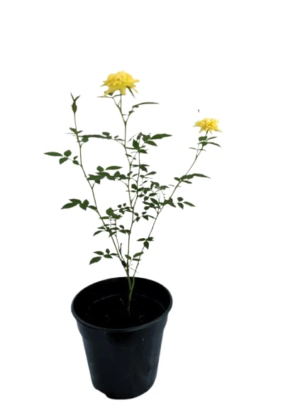 Baby rose plant yellow - image 2