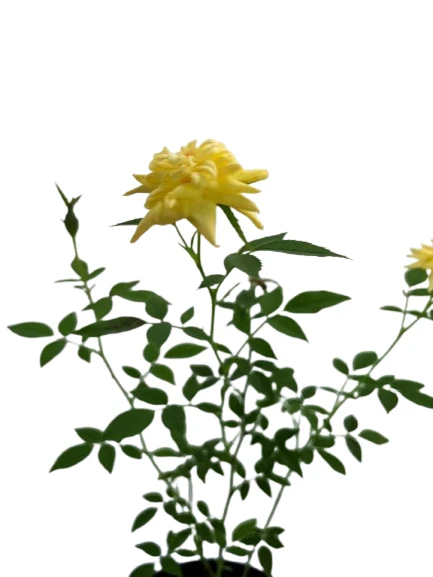 Baby rose plant yellow - image 3
