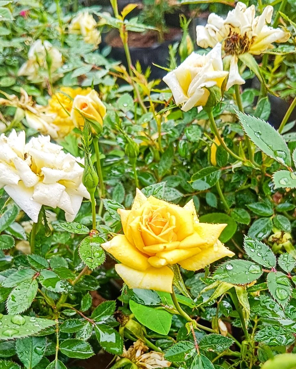 Baby rose plant yellow - image 4