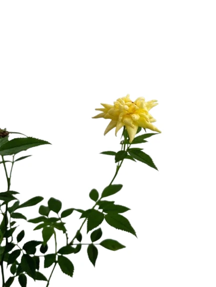 Baby rose plant yellow - image 5