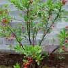 Barbados Cherry fruit plant - image 2