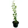 Barbados Cherry fruit plant - image 3