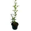 Barbados Cherry fruit plant - image 4