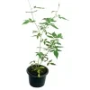 Chinese rose (pink) plant - image 2