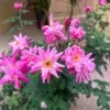 Chinese rose (pink) plant - image 3