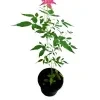 Chinese rose (pink) plant - image 4