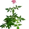 Chinese rose (pink) plant - image 5