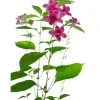 Chinese vialot plant (pink) - image 2